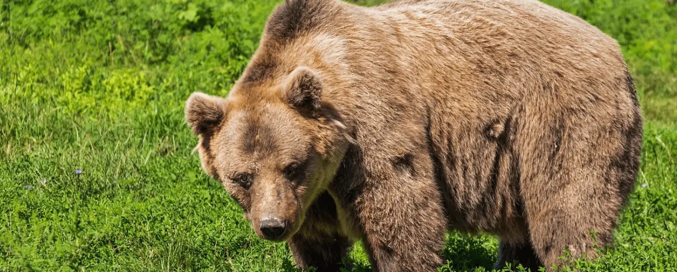 "Der Tanzbär" von Lessing - Beispiel Interpretation